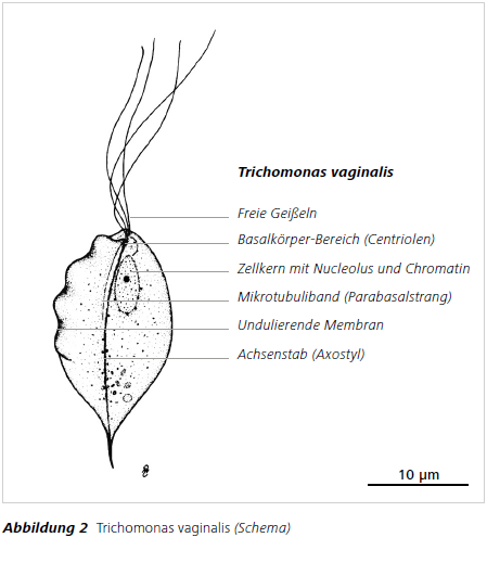 Abbildung 2 Trichomonas vaginalis (Schema)